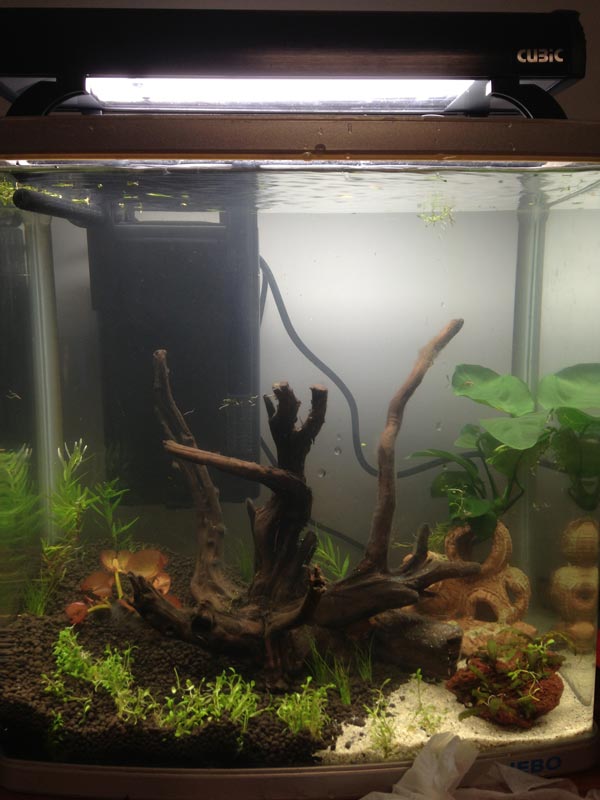 魚缸加沉木效果圖
