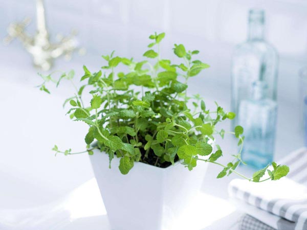 綠色植物效果圖