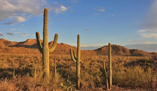 沙漠仙人掌效果圖